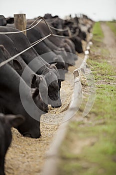 A group of cattle herded in confinement in a cattle farm in Brazil