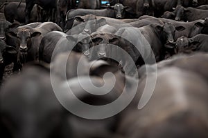 A group of cattle herded in confinement in a cattle farm in Brazil