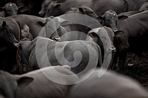 A group of cattle herded in confinement in a cattle farm in Brazil