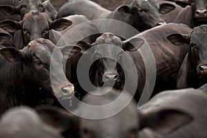 A group of cattle herded in confinement in a cattle farm in Brazil