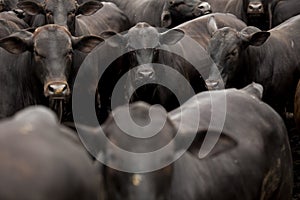 A group of cattle herded in confinement in a cattle farm in Brazil