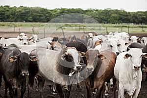 A group of cattle herded in confinement in a cattle farm in Brazil