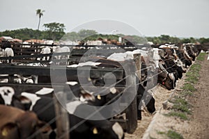 A group of cattle herded in confinement in a cattle farm in Brazil