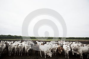 A group of cattle herded in confinement in a cattle farm in Brazil