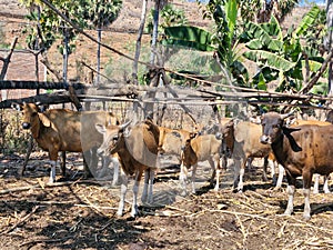 A group of cattle in an open pen.