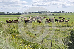 Group of Cattles Grazing in the Field