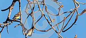 Group of Cedar waxing birds Bombycilla cedrorum perch on a pine