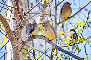 A group of Cedar Waxwing Bombycilla cedrorum sitting in a birch tree on a sunny spring day, San Francisco bay area, California