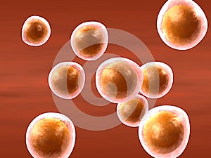Group of cells (oocytes)