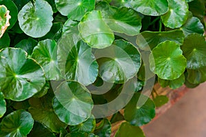 A group of Centella asiatica