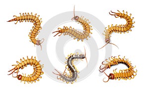 Group of centipedes or chilopoda isolated on white background. Animal. Poisonous animals