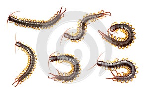 Group of centipedes or chilopoda isolated on white background. Animal. Poisonous animals