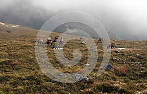 Group of chamois with white one on mountain meadow bellow Derese hill in autumn Nizke Tatry mountains in Slovakia