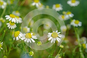 Group of Chamomile blossom in garden