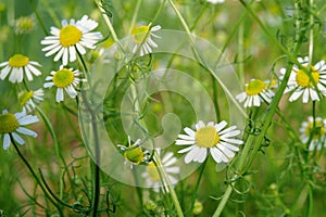 Group of Chamomile blossom in garden