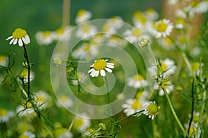 Group of Chamomile blossom in garden