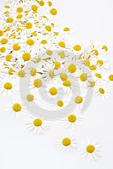 Group of Chamomile flower heads isolated on white