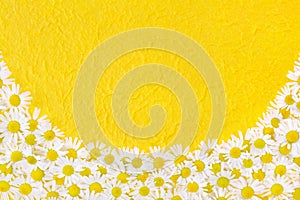 Group of Chamomile flower heads over handmade pape