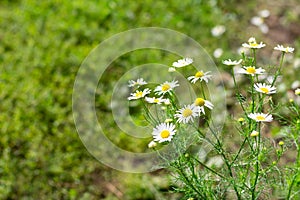 Group of chamomile flowers are arowing on field.Beautiful nature scene with blooming medical chamomiles in sunny day