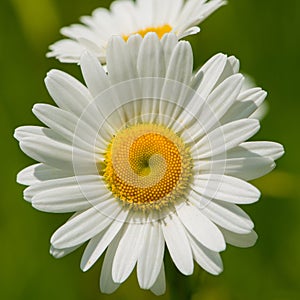 Group of Chamomile Flowers on Blurred Green Background