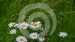 Group of Chamomile Flowers on Blurred Green Background