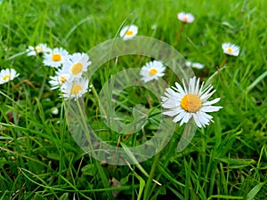 Group of chamomile on grass background