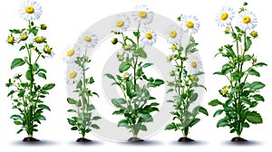 Group of chamomile plants in various growth stages