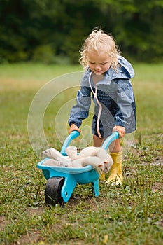 Group of champagne ferret puppies on construction wheel pushed by girl