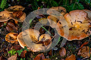 A group of chanterelles in a autumn forest. Mushroom picking season.