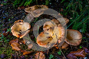 A group of chanterelles in a autumn forest. Mushroom picking season.