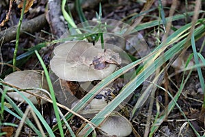 Charbonnier mushroom