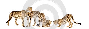 Group of Cheetah