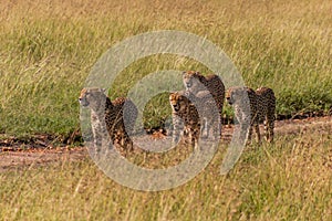 Group of cheetah brothers in Masai Mara National Reserve, Ken