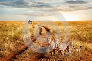 Group of cheetah in the Serengeti National Park on a sunset background. Wildlife natural image. African safari