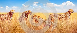 Group of cheetahs in the African savannah. Africa, Tanzania, Serengeti National Park. Banner design