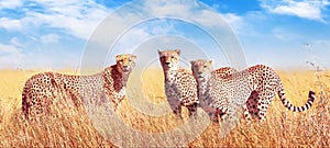 Group of cheetahs in the African savannah. Africa, Tanzania, Serengeti National Park. Banner design. Wild life of Africa. photo