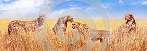 Group of cheetahs in the African savannah. Africa, Tanzania, Serengeti National Park. Banner design. Wild life of Africa.