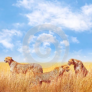 Group of cheetahs in the African savannah. Africa, Tanzania, Serengeti National Park. Square image. Copy space.