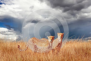 Group of cheetahs in the African savannah. Africa, Tanzania, Serengeti National Park.  Wild life of Africa. photo