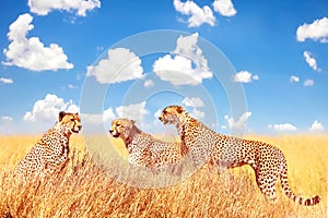 Group of cheetahs in the African savannah against a blue sky with clouds. Africa, Tanzania, Serengeti National Park.