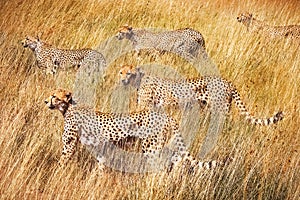 Group of cheetahs on the hunt . Serengeti National Park . Tanzania.