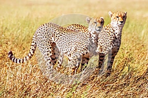 Group of cheetahs hunts in the African savannah. Africa. Tanzania. Serengeti National Park