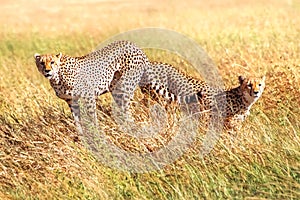 Group of cheetahs hunts in the African savannah. Africa. Tanzania. Serengeti National Park