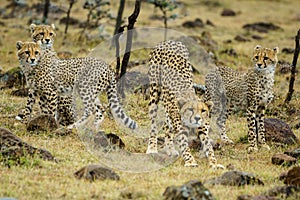 Group of Cheetahs in Masai Mara National Reserve surrounded by golden grassA