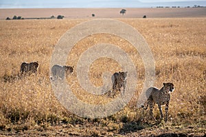 Group of cheetahs on a meadow in Masai Mara national reserve, Kenya, Africa