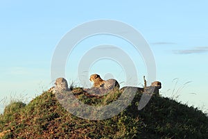 Group of cheetahs on a mound in the african savannah.