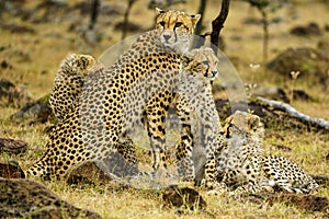 Group of Cheetahs resting in Masai Mara National Reserve surrounded by golden grass