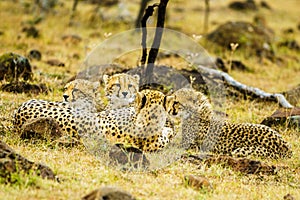 Group of Cheetahs resting in Masai Mara National Reserve surrounded by golden grass