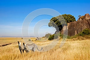 A group of cheetahs in the savanna in the national park of Africa.