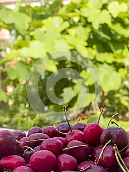 Group of Cherries on a natural green background.